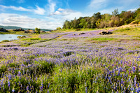 Granite Bay Lupine