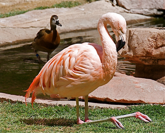 Flamingo Hotel - Flamingo