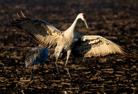 Birds- Lodi 1/30/22