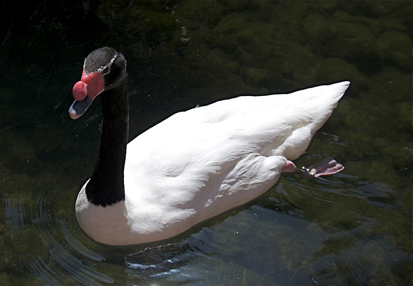 Flamingo Hotel - Swan